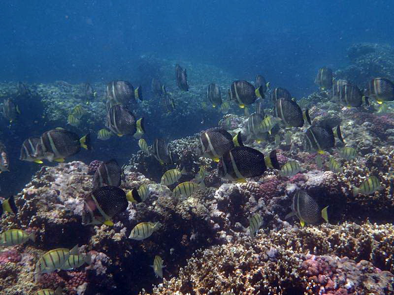 Mauritius Schnorcheln Strand Riff Fische Koralllenbank